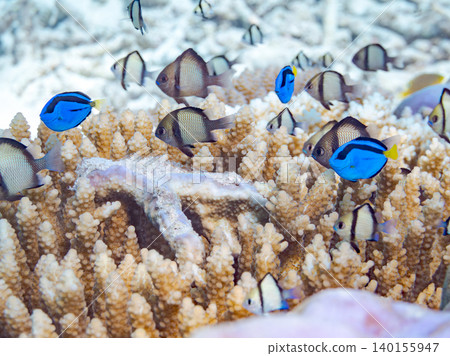 A school of juvenile surgeonfish, two-striped damselfish, and other species. They live among coral. Agena-shiki Island, Kerama Islands, Shimajiri District, Okinawa Prefecture A school of juvenile surgeonfish, two-striped damselfish, and other species. They live among coral. Agena-shiki Island, Kerama Islands, Shimajiri District, Okinawa Prefecture 140155947
