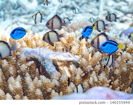 一群幼年刺尾魚、雙紋雀鯛等魚類。它們生活在珊瑚叢中。沖繩縣島尻郡慶良間群島阿根那島 一群幼年刺尾魚、雙紋雀鯛等魚類。它們生活在珊瑚叢中。沖繩縣島尻郡慶良間群島阿根那島 140155949