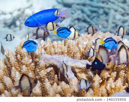 A school of juvenile surgeonfish, two-striped damselfish, and other species. They live among coral. Agena-shiki Island, Kerama Islands, Shimajiri District, Okinawa Prefecture A school of juvenile surgeonfish, two-striped damselfish, and other species. They live among coral. Agena-shiki Island, Kerama Islands, Shimajiri District, Okinawa Prefecture 140155950
