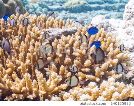 A school of juvenile surgeonfish, two-striped damselfish, and other species. They live among coral. Agena-shiki Island, Kerama Islands, Shimajiri District, Okinawa Prefecture A school of juvenile surgeonfish, two-striped damselfish, and other species. They live among coral. Agena-shiki Island, Kerama Islands, Shimajiri District, Okinawa Prefecture 140155953