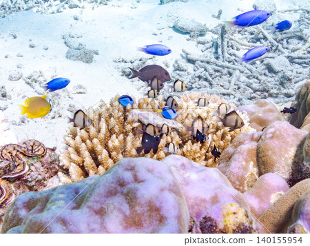 A school of juvenile surgeonfish, two-striped damselfish, and other species. They live among coral. Agena-shiki Island, Kerama Islands, Shimajiri District, Okinawa Prefecture A school of juvenile surgeonfish, two-striped damselfish, and other species. They live among coral. Agena-shiki Island, Kerama Islands, Shimajiri District, Okinawa Prefecture 140155954