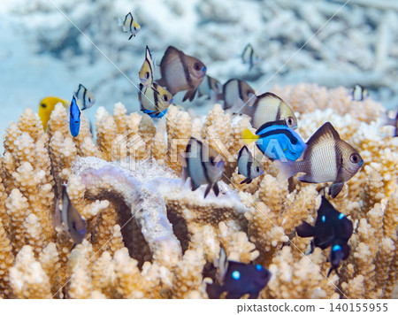 一群幼年刺尾魚、雙紋雀鯛等魚類。它們生活在珊瑚叢中。沖繩縣島尻郡慶良間群島阿根那島 140155955