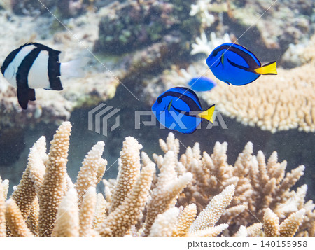 A school of juvenile surgeonfish, two-striped damselfish, and other species. They live among coral. Agena-shiki Island, Kerama Islands, Shimajiri District, Okinawa Prefecture A school of juvenile surgeonfish, two-striped damselfish, and other species. They live among coral. Agena-shiki Island, Kerama Islands, Shimajiri District, Okinawa Prefecture 140155958