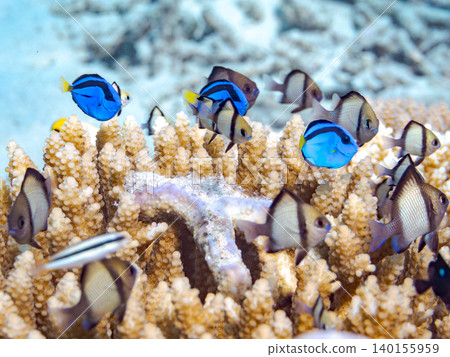 A school of juvenile surgeonfish, two-striped damselfish, and other species. They live among coral. Agena-shiki Island, Kerama Islands, Shimajiri District, Okinawa Prefecture A school of juvenile surgeonfish, two-striped damselfish, and other species. They live among coral. Agena-shiki Island, Kerama Islands, Shimajiri District, Okinawa Prefecture 140155959