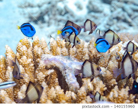 A school of juvenile surgeonfish, two-striped damselfish, and other species. They live among coral. Agena-shiki Island, Kerama Islands, Shimajiri District, Okinawa Prefecture A school of juvenile surgeonfish, two-striped damselfish, and other species. They live among coral. Agena-shiki Island, Kerama Islands, Shimajiri District, Okinawa Prefecture 140155960