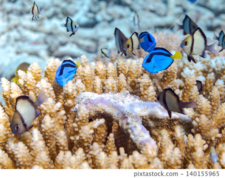 一群幼年刺尾魚、雙紋雀鯛等魚類。它們生活在珊瑚叢中。沖繩縣島尻郡慶良間群島阿根那島 一群幼年刺尾魚、雙紋雀鯛等魚類。它們生活在珊瑚叢中。沖繩縣島尻郡慶良間群島阿根那島 140155965