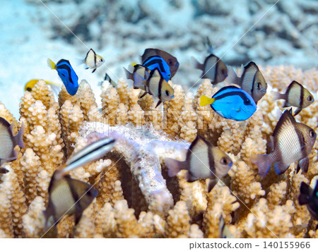 A school of juvenile surgeonfish, two-striped damselfish, and other species. They live among coral. Agena-shiki Island, Kerama Islands, Shimajiri District, Okinawa Prefecture A school of juvenile surgeonfish, two-striped damselfish, and other species. They live among coral. Agena-shiki Island, Kerama Islands, Shimajiri District, Okinawa Prefecture 140155966