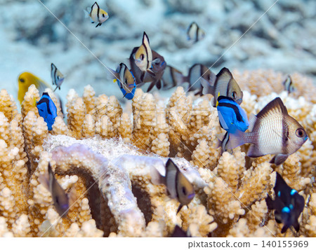 A school of juvenile surgeonfish, two-striped damselfish, and other species. They live among coral. Agena-shiki Island, Kerama Islands, Shimajiri District, Okinawa Prefecture A school of juvenile surgeonfish, two-striped damselfish, and other species. They live among coral. Agena-shiki Island, Kerama Islands, Shimajiri District, Okinawa Prefecture 140155969