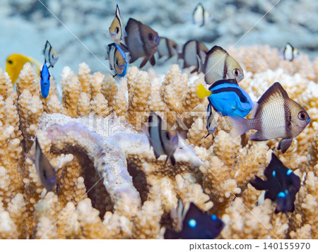 A school of juvenile surgeonfish, two-striped damselfish, and other species. They live among coral. Agena-shiki Island, Kerama Islands, Shimajiri District, Okinawa Prefecture A school of juvenile surgeonfish, two-striped damselfish, and other species. They live among coral. Agena-shiki Island, Kerama Islands, Shimajiri District, Okinawa Prefecture 140155970
