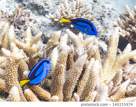 A school of juvenile surgeonfish, two-striped damselfish, and other species. They live among coral. Agena-shiki Island, Kerama Islands, Shimajiri District, Okinawa Prefecture A school of juvenile surgeonfish, two-striped damselfish, and other species. They live among coral. Agena-shiki Island, Kerama Islands, Shimajiri District, Okinawa Prefecture 140155974