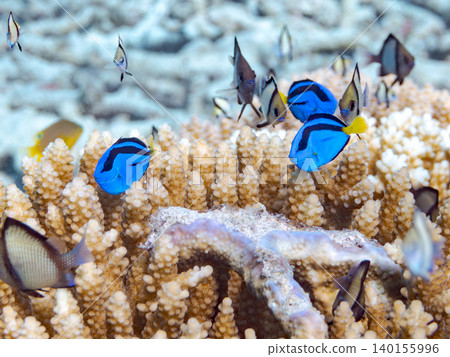A school of juvenile surgeonfish, two-striped damselfish, and other species. They live among coral. Agena-shiki Island, Kerama Islands, Shimajiri District, Okinawa Prefecture A school of juvenile surgeonfish, two-striped damselfish, and other species. They live among coral. Agena-shiki Island, Kerama Islands, Shimajiri District, Okinawa Prefecture 140155996