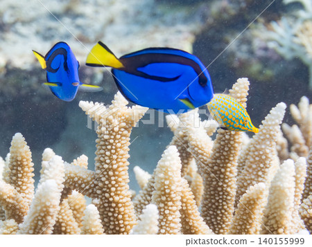 一群幼年刺尾魚、雙紋雀鯛等魚類。它們生活在珊瑚叢中。沖繩縣島尻郡慶良間群島阿根那島 一群幼年刺尾魚、雙紋雀鯛等魚類。它們生活在珊瑚叢中。沖繩縣島尻郡慶良間群島阿根那島 140155999