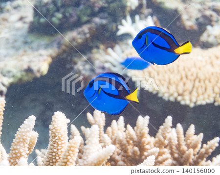 A school of juvenile surgeonfish, two-striped damselfish, and other species. They live among coral. Agena-shiki Island, Kerama Islands, Shimajiri District, Okinawa Prefecture A school of juvenile surgeonfish, two-striped damselfish, and other species. They live among coral. Agena-shiki Island, Kerama Islands, Shimajiri District, Okinawa Prefecture 140156000