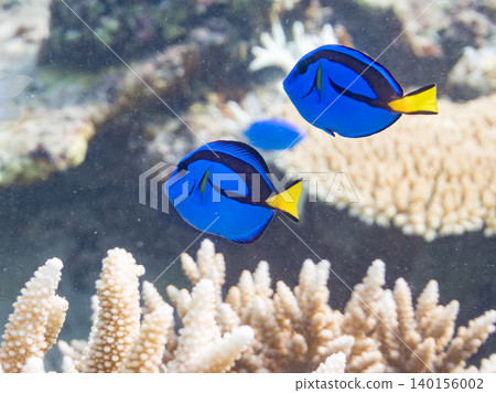 一群幼年刺尾魚、雙紋雀鯛等魚類。它們生活在珊瑚叢中。沖繩縣島尻郡慶良間群島阿根那島 一群幼年刺尾魚、雙紋雀鯛等魚類。它們生活在珊瑚叢中。沖繩縣島尻郡慶良間群島阿根那島 140156002