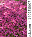 Azalea in full bloom 140156007