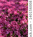 Azalea in full bloom 140156008