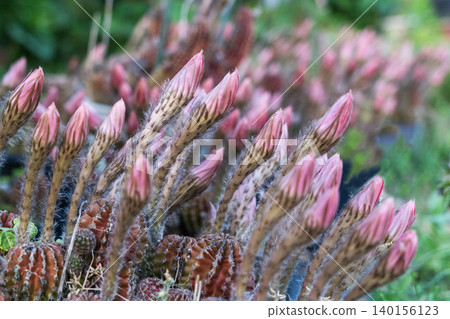 Buds of a cluster of *Matricaria japonica* cacti Buds of a cluster of *Matricaria japonica* cacti 140156123
