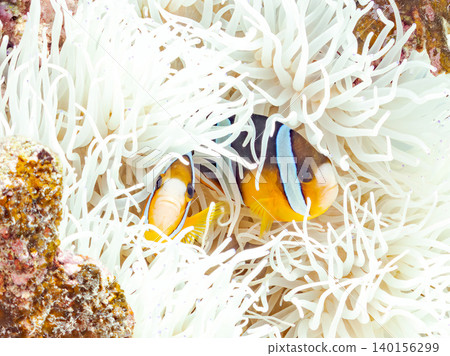 A family of clownfish. Cute juveniles. They live in colonies of white anemones. Amuro Island, Kabi Island, Okinawa Prefecture, Kerama Islands, Zama A family of clownfish. Cute juveniles. They live in colonies of white anemones. Amuro Island, Kabi Island, Okinawa Prefecture, Kerama Islands, Zama 140156299