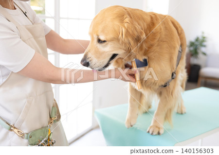 A Golden Retriever getting groomed and brushed. A Golden Retriever getting groomed and brushed. 140156303