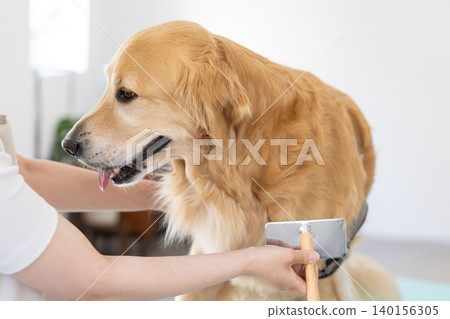 A Golden Retriever getting groomed and brushed. A Golden Retriever getting groomed and brushed. 140156305