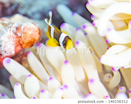 A family of clownfish. Cute juveniles. They live in colonies of white anemones. Amuro Island, Kabi Island, Okinawa Prefecture, Kerama Islands, Zama A family of clownfish. Cute juveniles. They live in colonies of white anemones. Amuro Island, Kabi Island, Okinawa Prefecture, Kerama Islands, Zama 140156312