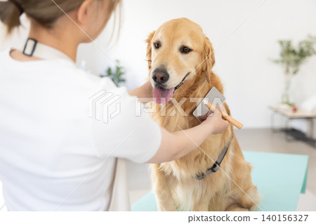 A Golden Retriever getting groomed and brushed. A Golden Retriever getting groomed and brushed. 140156327