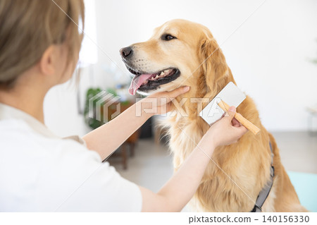 A Golden Retriever getting groomed and brushed. A Golden Retriever getting groomed and brushed. 140156330