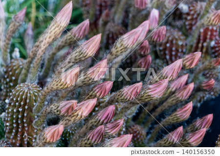 Buds of a cluster of *Matricaria japonica* cacti Buds of a cluster of *Matricaria japonica* cacti 140156350