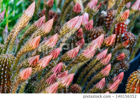 Buds of a cluster of *Matricaria japonica* cacti Buds of a cluster of *Matricaria japonica* cacti 140156352