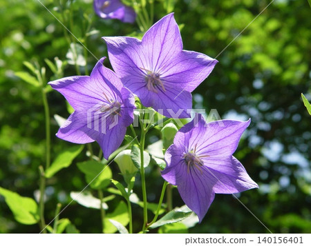 紫鈴花盛開，絢麗奪目。花（七月）鈴花（19） 140156401