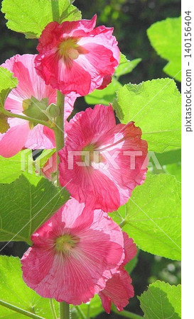Dazzling hollyhock flowers. Flower (July) Hollyhock (Tachiaoi) 03V9.16 Dazzling hollyhock flowers. Flower (July) Hollyhock (Tachiaoi) 03V9.16 140156404