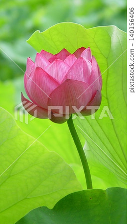 Lotus flowers, pure and beautiful flowers in bloom. (July) Lotus (Oga Lotus 30V9.16) Lotus flowers, pure and beautiful flowers in bloom. (July) Lotus (Oga Lotus 30V9.16) 140156406
