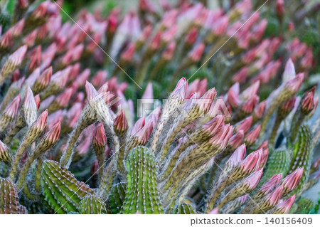 Buds of a cluster of *Matricaria japonica* cacti 140156409
