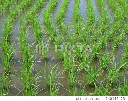 Paddy field Paddy field 140156423