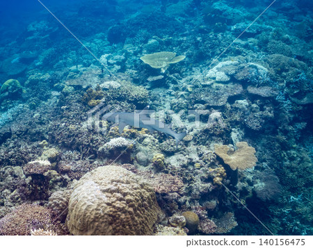 Large and beautiful whitetip reef sharks. Beautiful coral reefs and schools of tropical fish. Amuro Island, Kabi Island, Okinawa Prefecture, Shimajiri District, Kerama Islands, Zamami Island 140156475
