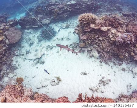 Large and beautiful whitetip reef sharks. Beautiful coral reefs and schools of tropical fish. Amuro Island, Kabi Island, Okinawa Prefecture, Shimajiri District, Kerama Islands, Zamami Island Large and beautiful whitetip reef sharks. Beautiful coral reefs and schools of tropical fish. Amuro Island, Kabi Island, Okinawa Prefecture, Shimajiri District, Kerama Islands, Zamami Island 140156487
