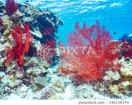 Large, beautiful clusters of red sea fans. A specialty of Kabi Island. Kabi Island, Okinawa Prefecture, Shimajiri District, Kerama Islands, Zamami Island - 2025 Large, beautiful clusters of red sea fans. A specialty of Kabi Island. Kabi Island, Okinawa Prefecture, Shimajiri District, Kerama Islands, Zamami Island - 2025 140156554