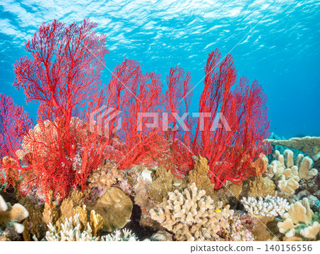 Large, beautiful clusters of red sea fans. A specialty of Kabi Island. Kabi Island, Okinawa Prefecture, Shimajiri District, Kerama Islands, Zamami Island - 2025 Large, beautiful clusters of red sea fans. A specialty of Kabi Island. Kabi Island, Okinawa Prefecture, Shimajiri District, Kerama Islands, Zamami Island - 2025 140156556