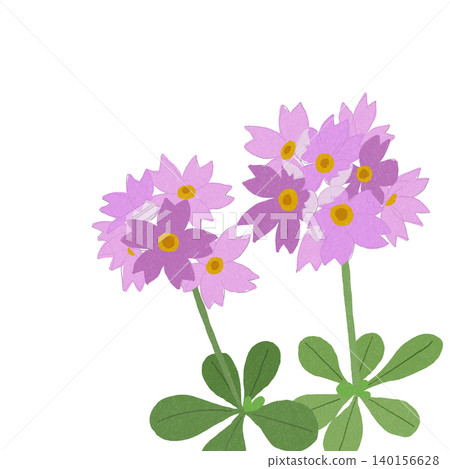 手繪花卉插圖:報春花 手繪花卉插圖:報春花 140156628