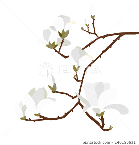 Hand-drawn flower illustration: White Magnolia Hand-drawn flower illustration: White Magnolia 140156631
