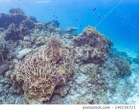 Beautiful schools of anthias, damselfish, and other fish. Coral forest. Agena-shiku Island, Okinawa Prefecture, Shimajiri District, Kerama Islands, Zamami Island 2025 Beautiful schools of anthias, damselfish, and other fish. Coral forest. Agena-shiku Island, Okinawa Prefecture, Shimajiri District, Kerama Islands, Zamami Island 2025 140156721