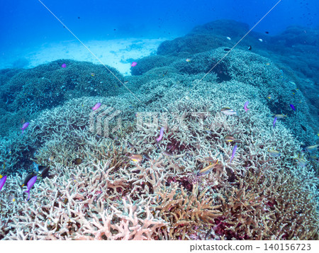 美麗的擬花鰨、雀鯛和其他魚類群。珊瑚森林。沖繩縣島尻郡慶良間群島座間味島,郵編2025 美麗的擬花鰨、雀鯛和其他魚類群。珊瑚森林。沖繩縣島尻郡慶良間群島座間味島,郵編2025 140156723