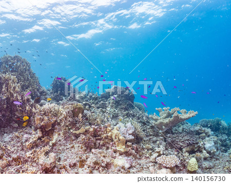 美麗的擬花鰨、雀鯛和其他魚類群。珊瑚森林。沖繩縣島尻郡慶良間群島座間味島,郵編2025 美麗的擬花鰨、雀鯛和其他魚類群。珊瑚森林。沖繩縣島尻郡慶良間群島座間味島,郵編2025 140156730