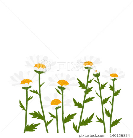 Hand-drawn flower illustration: North Pole Hand-drawn flower illustration: North Pole 140156824