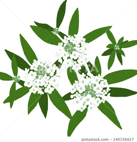 Hand-drawn flower illustration: Sweet Alyssum Hand-drawn flower illustration: Sweet Alyssum 140156827