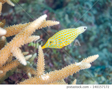 Cute triggerfish and others. A colony of Acropora corals. Agenashiku Island, Okinawa Prefecture; Zamami Island, Kerama Islands, Shimajiri District - 2025 Cute triggerfish and others. A colony of Acropora corals. Agenashiku Island, Okinawa Prefecture; Zamami Island, Kerama Islands, Shimajiri District - 2025 140157172
