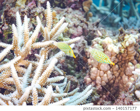 Cute triggerfish and others. A colony of Acropora corals. Agenashiku Island, Okinawa Prefecture; Zamami Island, Kerama Islands, Shimajiri District - 2025 Cute triggerfish and others. A colony of Acropora corals. Agenashiku Island, Okinawa Prefecture; Zamami Island, Kerama Islands, Shimajiri District - 2025 140157177