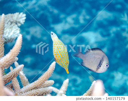 Cute triggerfish and others. A colony of Acropora corals. Agenashiku Island, Okinawa Prefecture; Zamami Island, Kerama Islands, Shimajiri District - 2025 Cute triggerfish and others. A colony of Acropora corals. Agenashiku Island, Okinawa Prefecture; Zamami Island, Kerama Islands, Shimajiri District - 2025 140157179