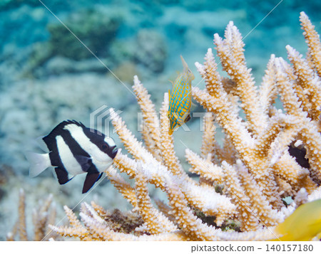 Cute triggerfish and others. A colony of Acropora corals. Agenashiku Island, Okinawa Prefecture; Zamami Island, Kerama Islands, Shimajiri District - 2025 Cute triggerfish and others. A colony of Acropora corals. Agenashiku Island, Okinawa Prefecture; Zamami Island, Kerama Islands, Shimajiri District - 2025 140157180