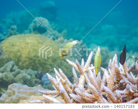 可愛的扳機魚和其他魚類。鹿角珊瑚群落。沖繩縣阿根沙久島;慶良間群島座間味島,島尻郡 - 2025 可愛的扳機魚和其他魚類。鹿角珊瑚群落。沖繩縣阿根沙久島;慶良間群島座間味島,島尻郡 - 2025 140157183